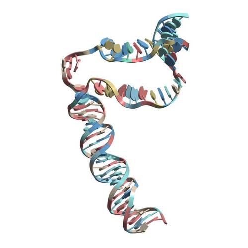 DNA RNAP